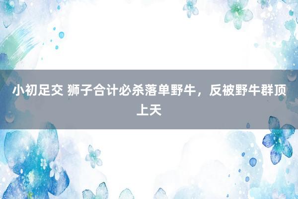 小初足交 狮子合计必杀落单野牛，反被野牛群顶上天