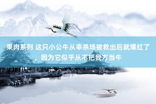 果肉系列 这只小公牛从宰杀场被救出后就爆红了，因为它似乎从不把我方当牛