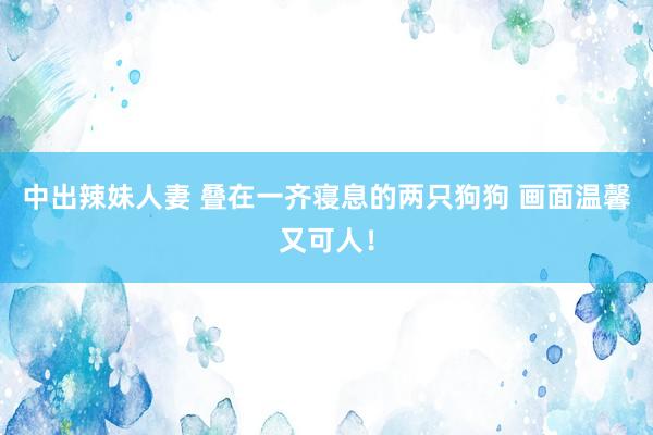 中出辣妹人妻 叠在一齐寝息的两只狗狗 画面温馨又可人！